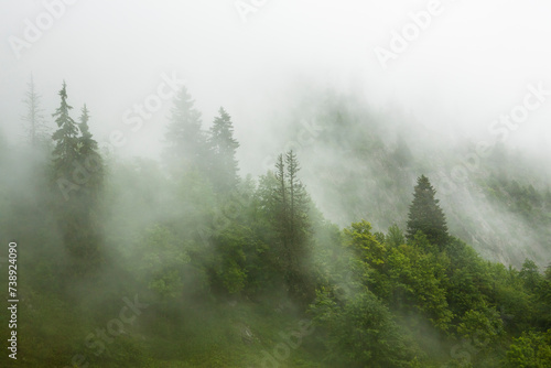 Forêt et brouillard