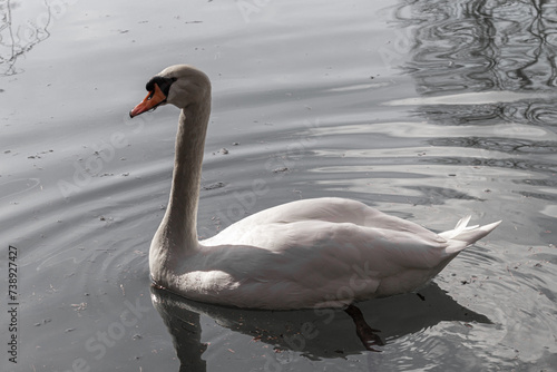 A elegant swan on the lake