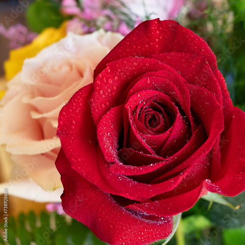 Square format of red and pink rose blossoms with water droplets.