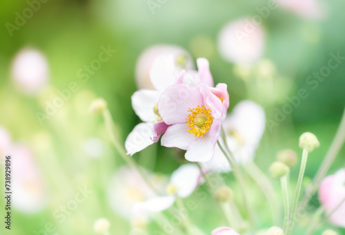 Różowy kwiat, zawilec (Anemone Summer Breeze Baby Pink)