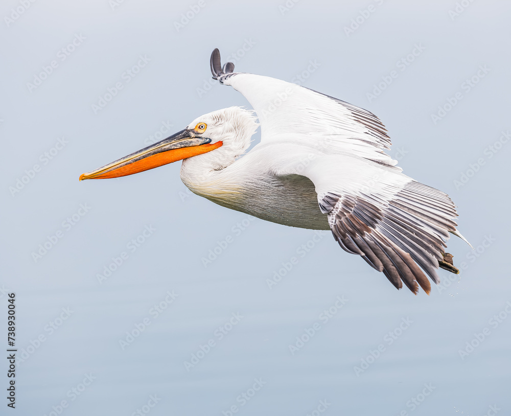 Obraz premium pelican in flight