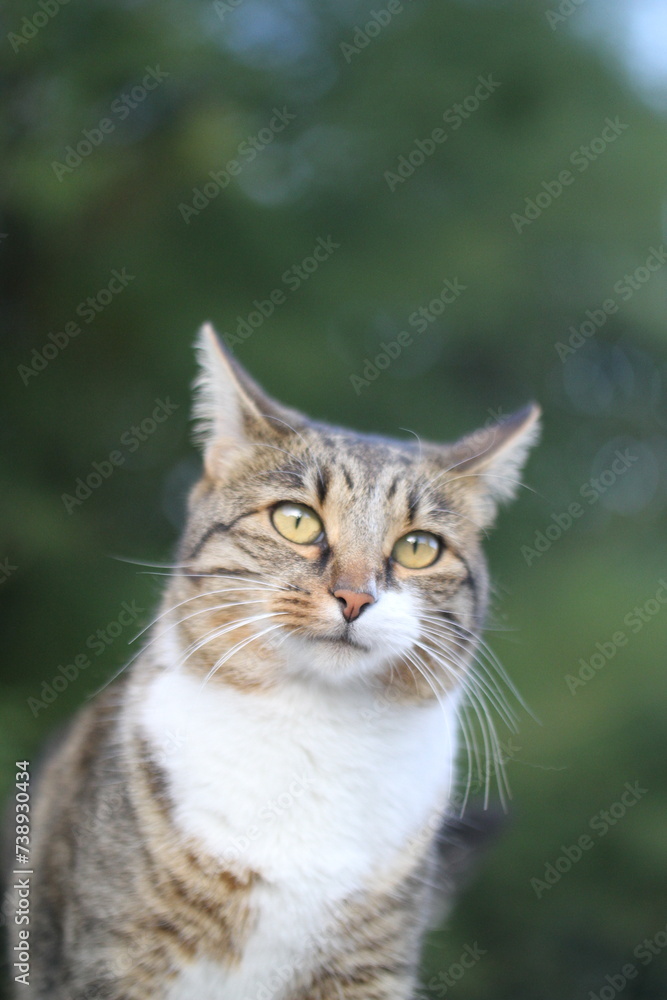 tabby and white cat outdoors with green plants garden