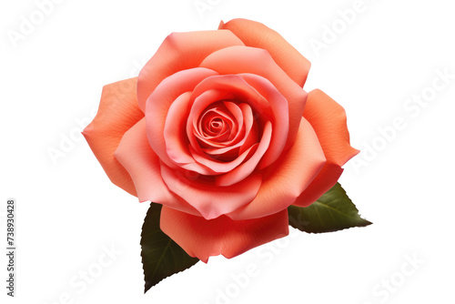 Rose flower on white background. Generative AI.