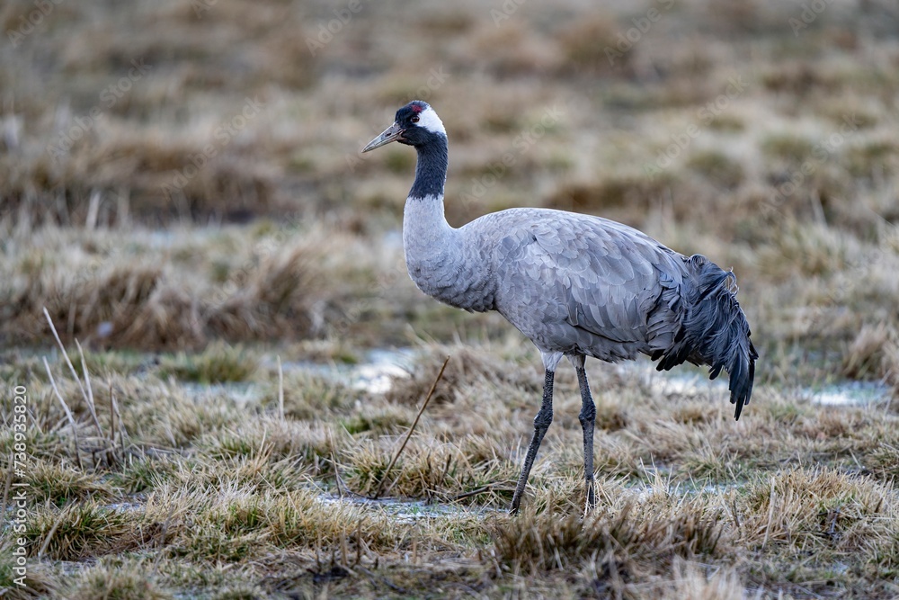 Obraz premium Crane (bird) courtship, dance of the cranes (bird) at Lake Hornborgasjön in Sweden in spring at sunrise