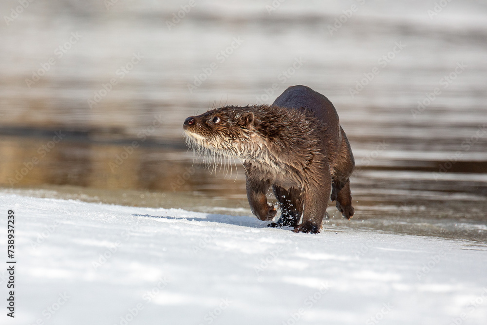 Fototapeta premium Lutra ordinary. A river otter walks along the river bank. Winter day. The otter is a family of mustelids. The otter is a family of mustelids.