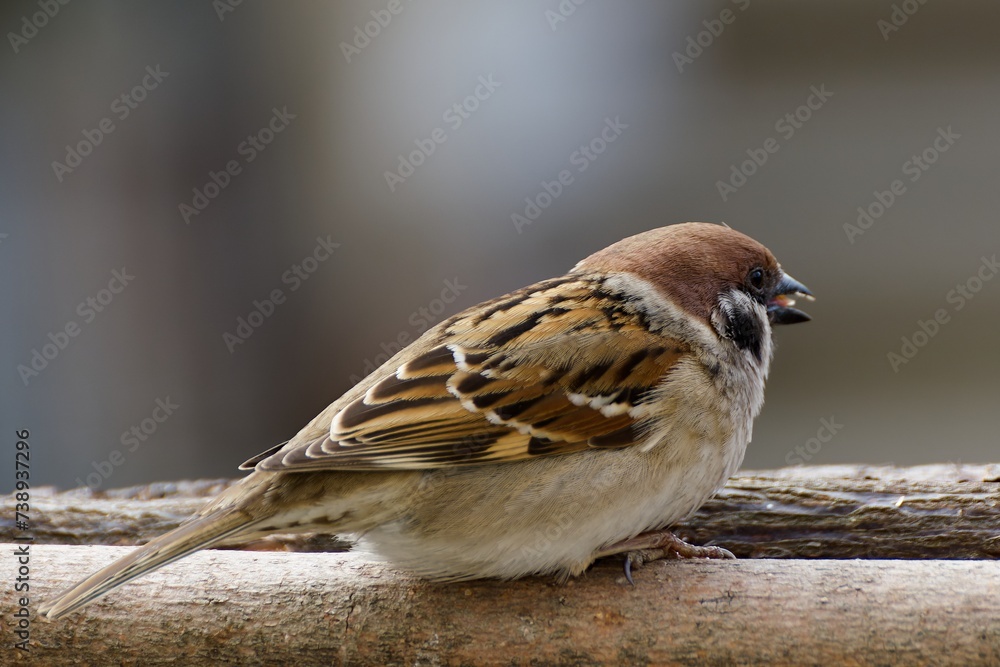 Tree sparrow (Passer montanus) on a stick in winter. Czechia. 