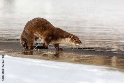  Lutra vulgaris. River otter on the river bank near the water in winter.  Blurred background. The otter is a mustelid family.