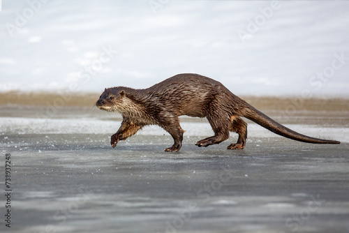 Lutra ordinary. A river otter walks along the river bank. Winter day. The otter is a family of mustelids. The otter is a family of mustelids.
