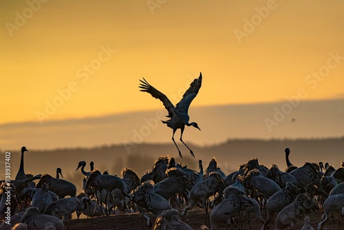 Crane (bird) courtship, dance of the cranes (bird) at Lake Hornborgasjön in Sweden in spring at sunrise