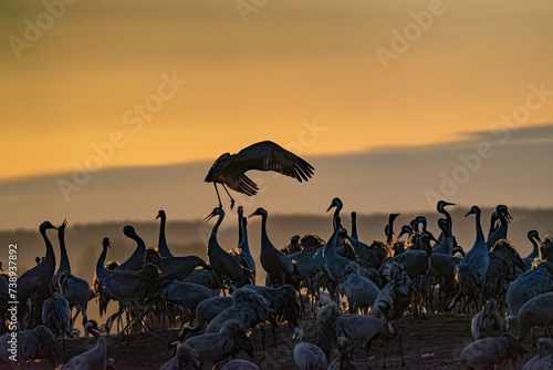 Crane (bird) courtship, dance of the cranes (bird) at Lake Hornborgasjön in Sweden in spring at sunrise
