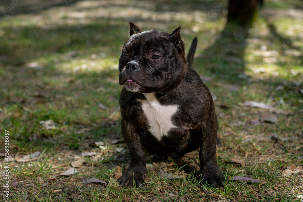 Black American Bully breed dog in the park