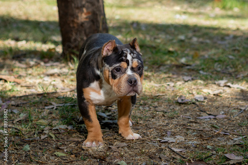 American bully puppy dog stalking in a park