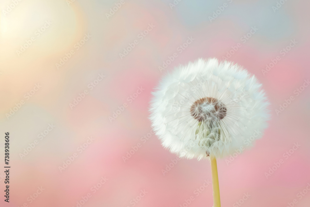 Dandelion on soft pastel background. Closeup of dandelion in morning sunlight. Generative AI