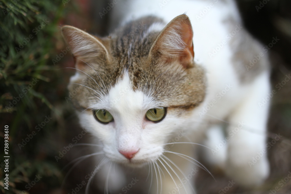 tabby and white cat outdoors with green plants garden tabby and white cat outdoors with green plants garden