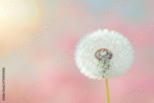 Dandelion on soft pastel background. Closeup of dandelion in morning sunlight. Generative AI