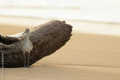 Sunset at the ocean beach and Willet bird standing near the log. photo
