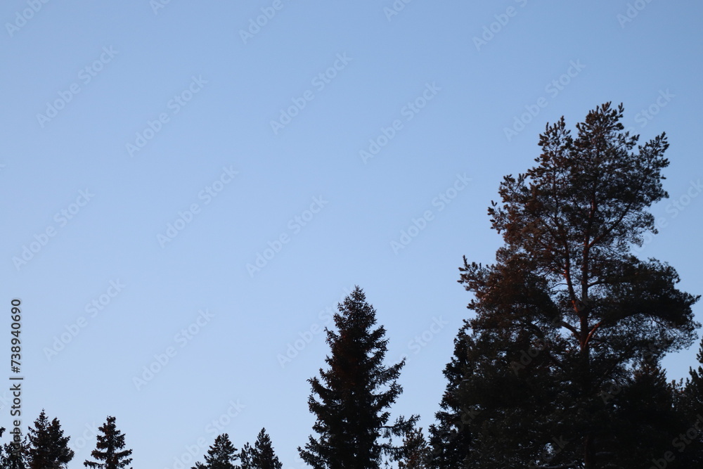 trees on the sky.  Pineforest in winter.