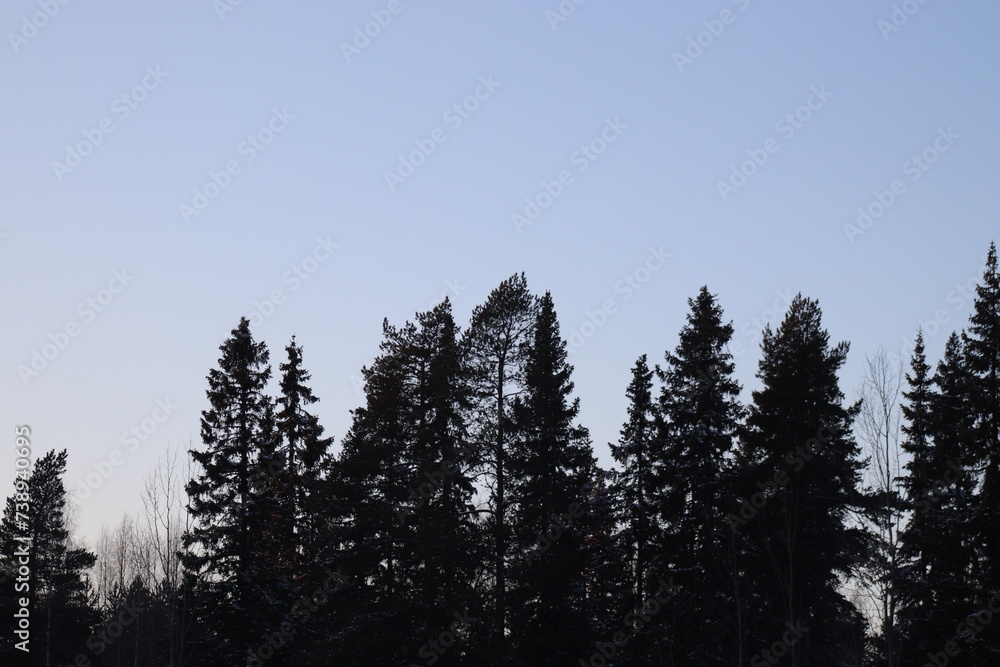 trees on the sky. Pineforest in winter. trees on the sky. Pineforest in winter.