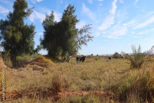 Cows grazing on the grass in the fields of Baharyia Oasis in Egypt