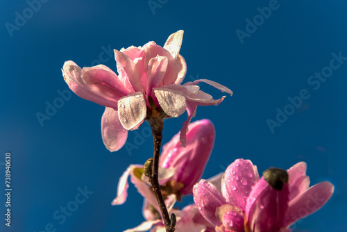 Pink Japanese Magnolia Flowers