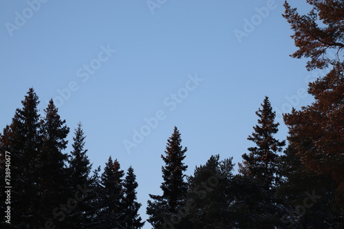trees on the sky.  Pineforest in winter. photo