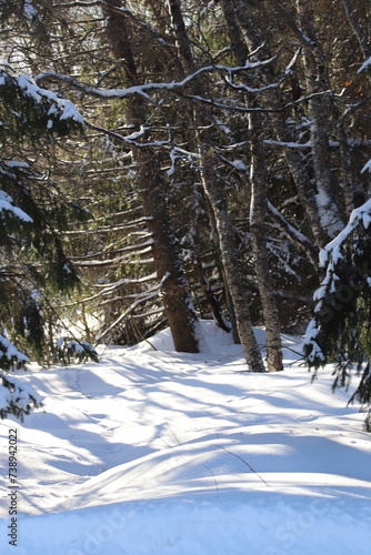 winter forest in the snow