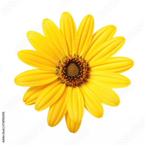 Yellow Daisy Flower  A Beautiful Blossoming Flora  Isolated on White Background