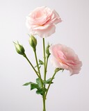 Isolated Studio Shot of Pale Pink Eustoma Flower in Full Bloom on White Background