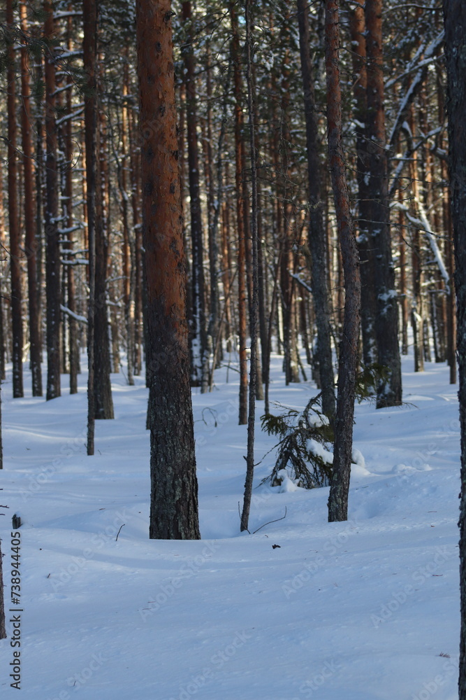 snow covered trees snow covered trees
