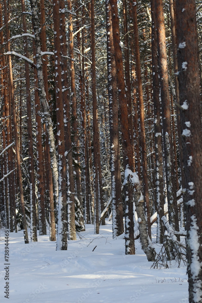 snow covered pine forest snow covered pine forest