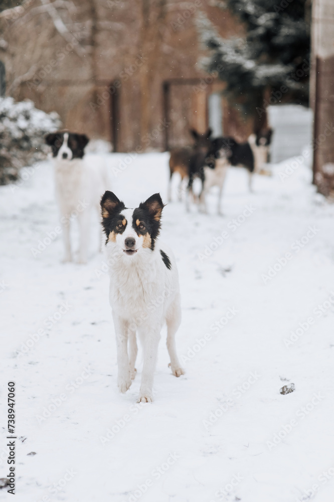 A pack of hungry homeless rural dogs stand in the snow in winter, waiting for food from people. Animal photography. A pack of hungry homeless rural dogs stand in the snow in winter, waiting for food from people. Animal photography.