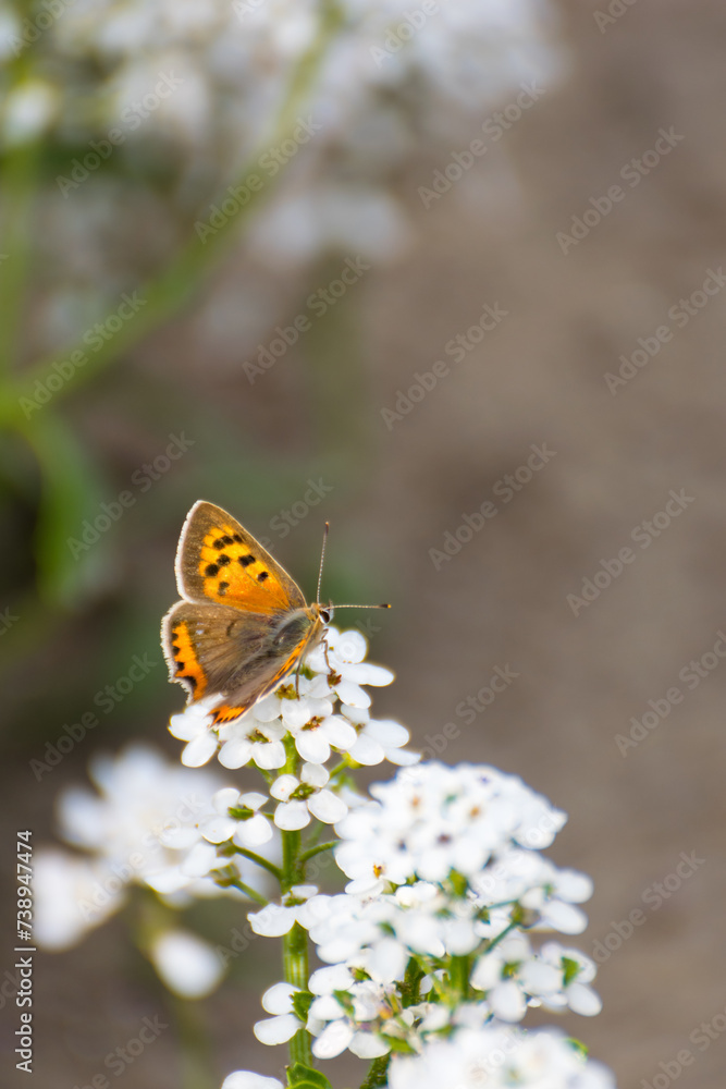 Pomarańczowy motyl na białym kwiecie Pomarańczowy motyl na białym kwiecie
