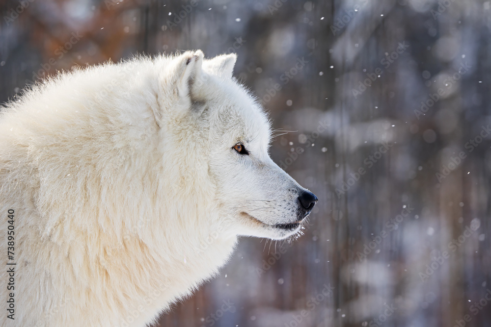 male Arctic wolf (Canis lupus arctos) head detail