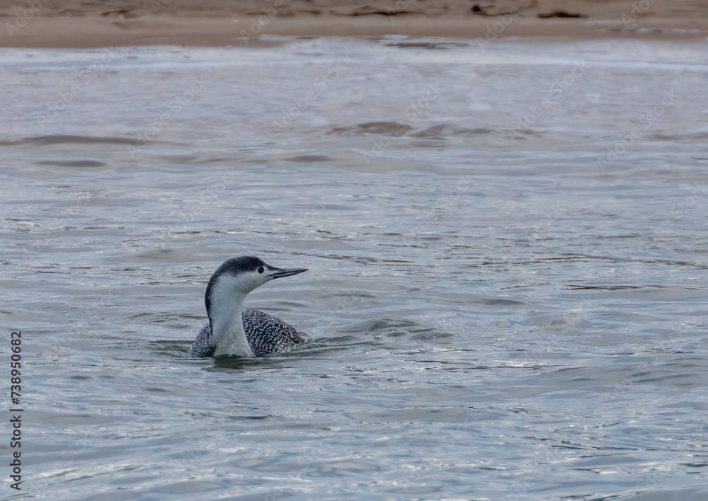 Fototapeta premium Juvenile red throated diver in the water