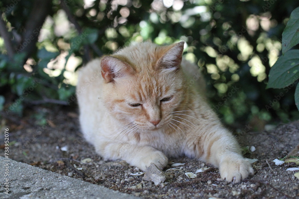 ginger cat outdoors with green plants garden ginger cat outdoors with green plants garden