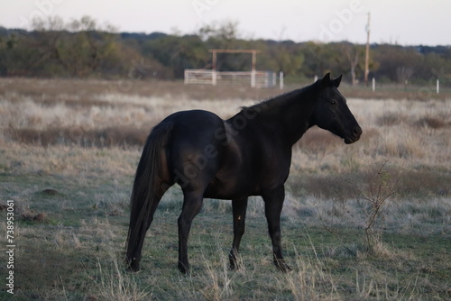Mare in the Pasture looking our at other horses