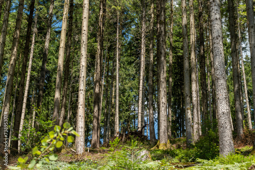 Woods