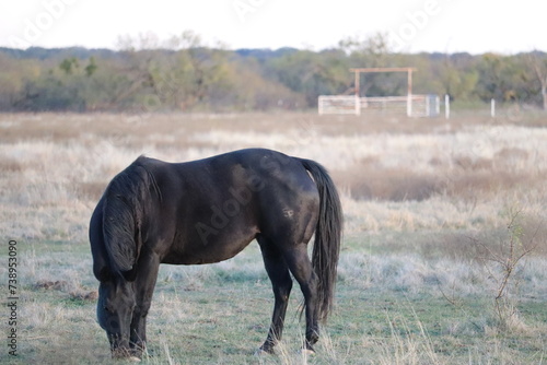 Black mare grazing in the pasture photo