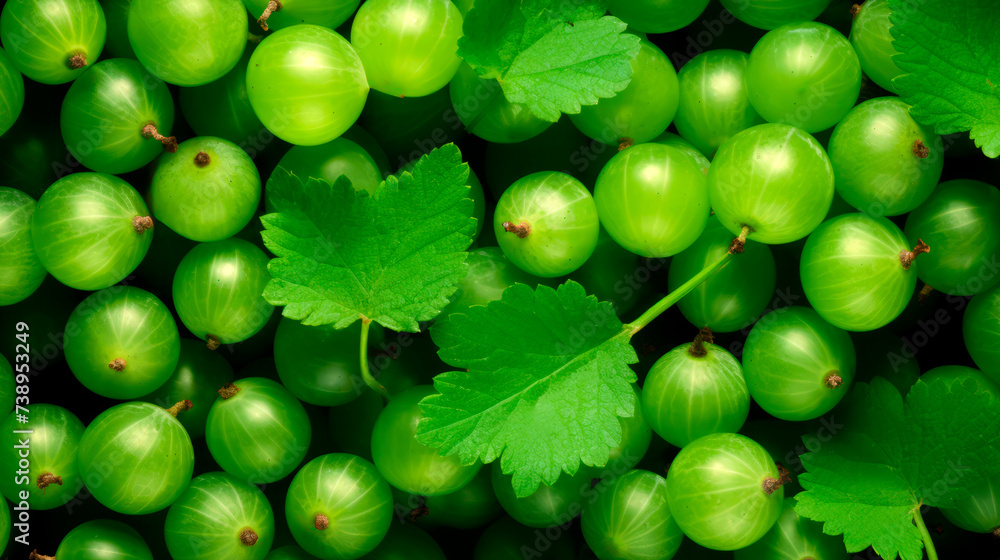 Background with lots of gooseberry berries Background with lots of gooseberry berries