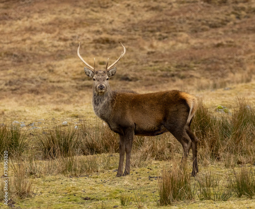Mighty and majestic red deer stags in the scottish highlands © Sarah