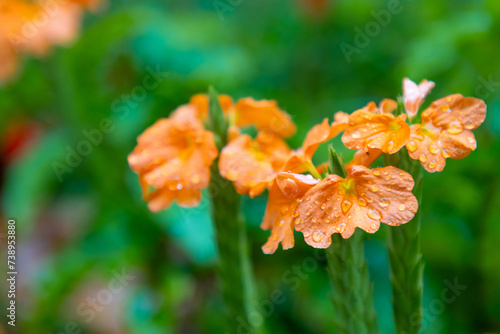 Crossandra flower in the rain photo