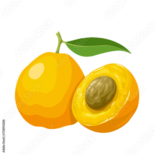 Vector illustration, Uvaia fruit, scientific name Eugenia pyriformis Cambess, isolated on white background.