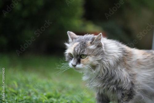 calico and white cat outdoors with green plants garden fur longhair