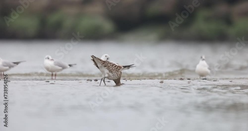 The Eurasian curlew or common curlew (Numenius arquata) very large wader in the family Scolopacidae.
