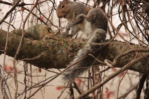 Startled Squirrel