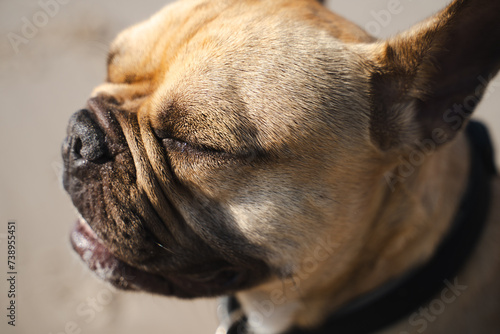 Nahaufnahme einer Französischen Bulldogge. Die Augen geschlossen, die Sonne genießend.