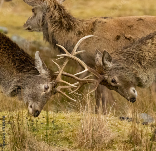 Scottish red deer stags rutting with antlers clashing in the scottish highlands