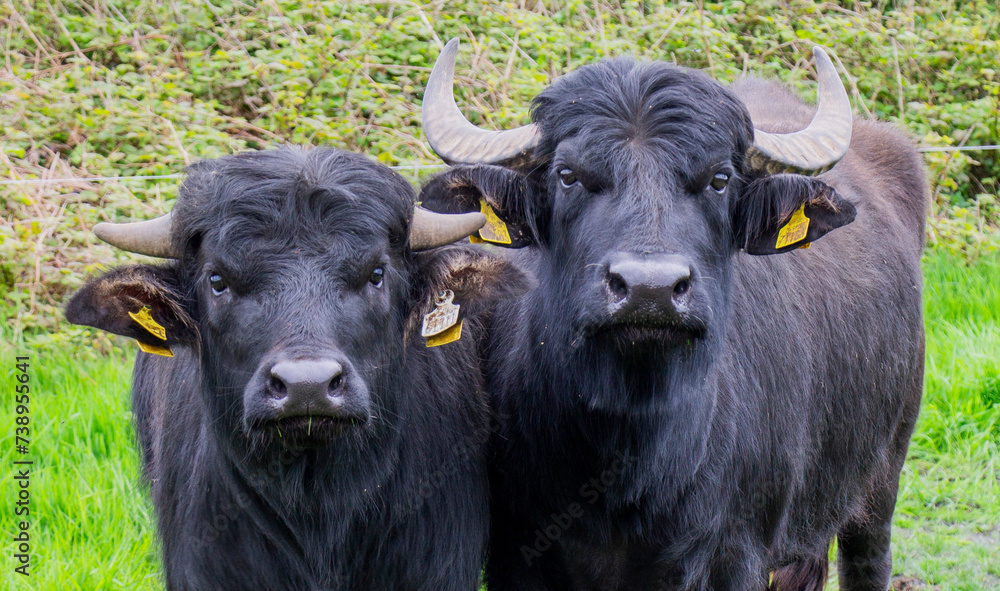 Naklejka premium italian mediterranean buffalo or Bufala Mediterranea Italiana close up facing camera.