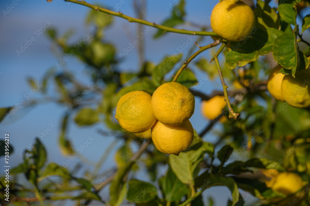 juicy lemons on branches in a garden in Cyprus in winter 6