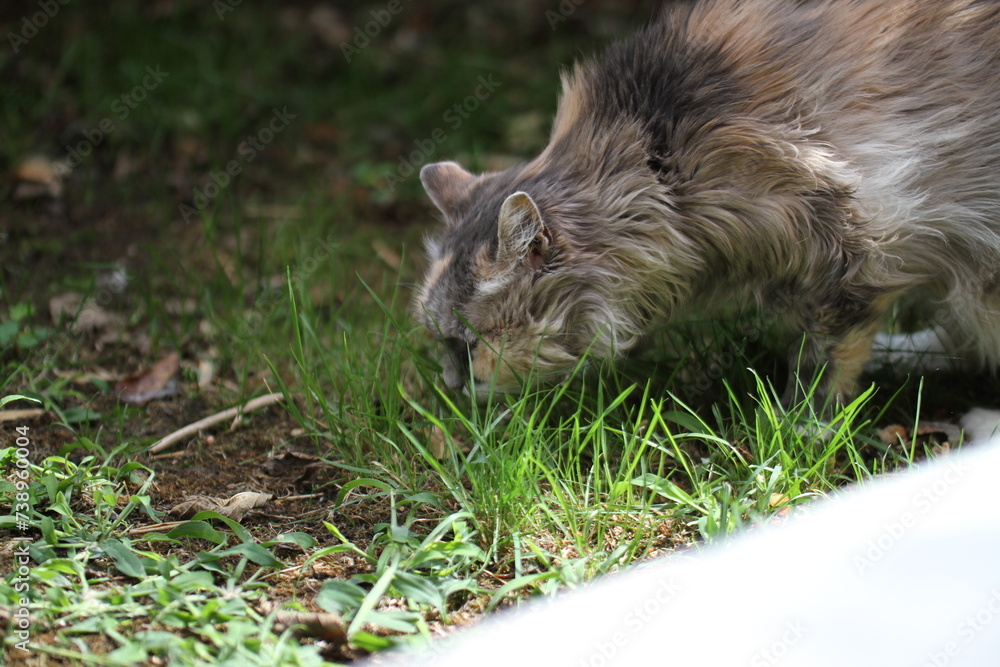 calico and white cat outdoors with green plants garden fur longhair calico and white cat outdoors with green plants garden fur longhair